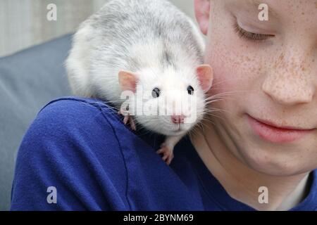 Ein kleiner Junge schaut liebevoll auf seine zahme, Haustier Ratte oder Phantasie Ratte, die über seine Schulter kriecht, während er es während einer Spielzeit handhabt Stockfoto