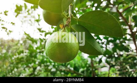 Wachsende Kalk im Garten Stockfoto