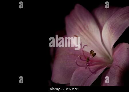 Nahaufnahme von rosa peruanischen Blume Lilie Stockfoto