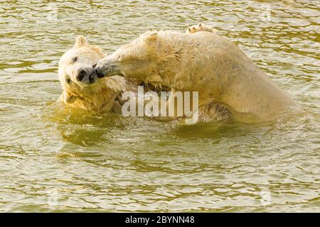 Eisbär ( Ursus maritimus ) zwei Eisbären im Wasser zusammen Stockfoto