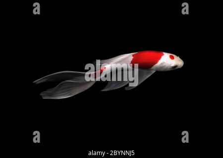 koi Karpfen Kometenfisch Tancho kochaku traditionelle japanische Aquarium auf Hintergrund isoliert Stockfoto