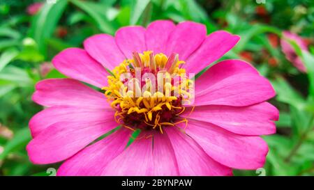 Nahaufnahme Zinnia violacea rosa Blume auf dem Markt Stockfoto
