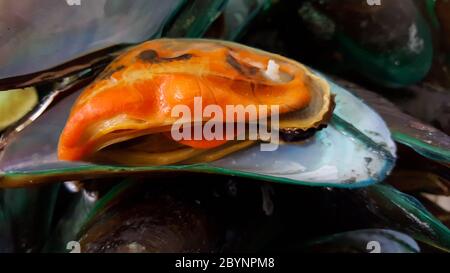 Nahaufnahme gekochte Muscheln Meeresfrüchte, samui thailand Stockfoto