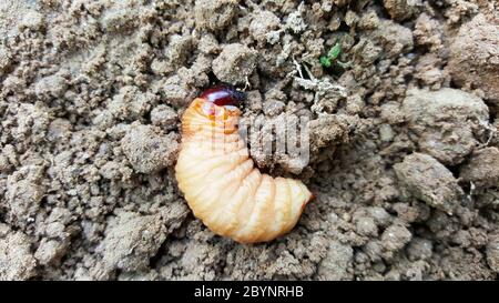 Sago Wurm, Larven aus dem roten Palmwedel auf dem Boden Stockfoto
