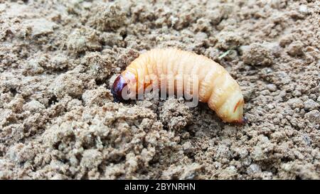 Sago Wurm, Larven aus dem roten Palmwedel auf dem Boden Stockfoto