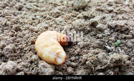 Sago Wurm, Larven aus dem roten Palmwedel auf dem Boden Stockfoto