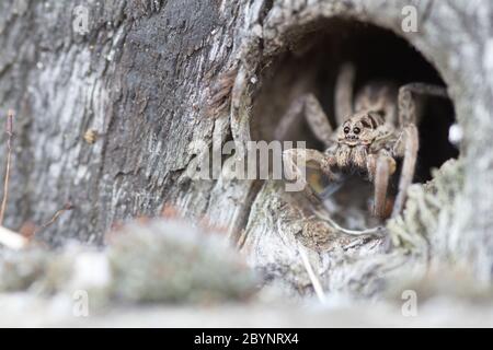 Potes, Kantabrien/Spanien; 03. August 2015. Eine Spinne in ihrem Loch. Stockfoto