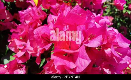 Nahaufnahme rosa Bougainvillea Blume Stockfoto