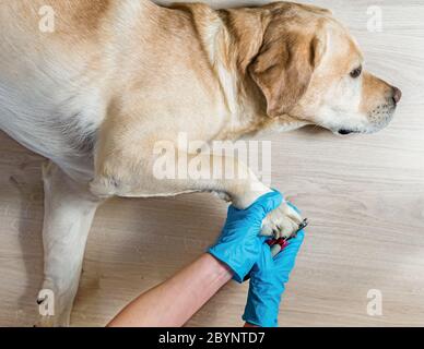 Vet schneidet Krallen von weißem labrador Stockfoto