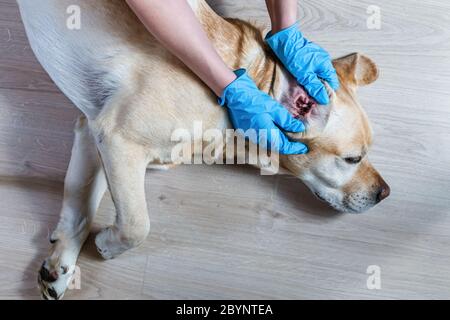 Ein Tierarzt mit Handschuhen untersucht ein Labrador-Ohr Stockfoto