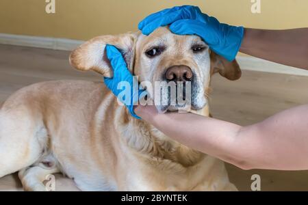 Ein Tierarzt mit Handschuhen untersucht einen Labrador Stockfoto
