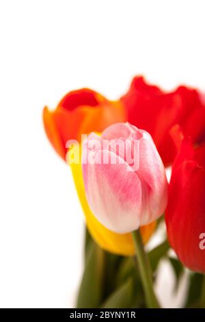 Reihe von Tulpen Stockfoto