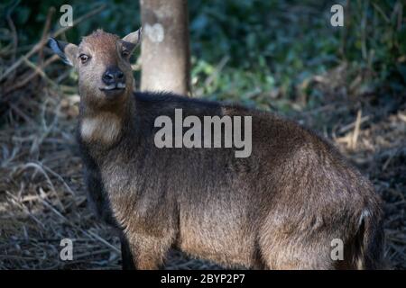 Red Goral, Naemorhedus baileyi, Sikkim, Indien. Stockfoto