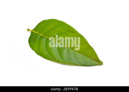 Zucker Apfelblatt isoliert auf weißem Hintergrund Stockfoto
