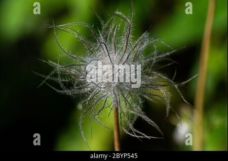 Gartenblumen, Pulsatilla, Hamburg, Deutschland Stockfoto