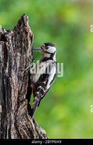 Buntspecht / Großspecht (Dendrocopos major) Männchen auf der Nahrungssuche auf Baumstumpf Stockfoto