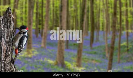 Buntspecht / Großspecht (Dendrocopos major) Männchen auf der Nahrungssuche auf Baumstumpf im Wald mit Blaubellen im Frühjahr Stockfoto