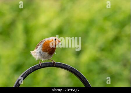 Robin, Erithacus rubecula, thront auf einem metallenen Vogelfutterrahmen Stockfoto