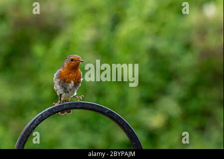 Robin, Erithacus rubecula, kommt an Land auf einem Metall-Vogelfutterrahmen Stockfoto