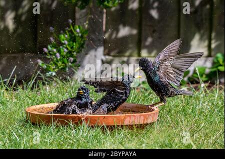 Europäischer Star, sturnus vulgaris, das planschen und das Pränieren im Vogelbad Stockfoto