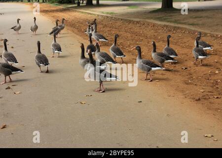 Hyde Park in London, England Stockfoto