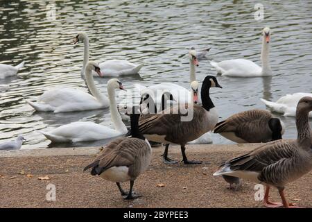 Hyde Park in London, England Stockfoto