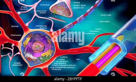 Bunte 3d-Abbildung eines Neurons und Cell-Gebäude mit Beschreibungen Stockfoto