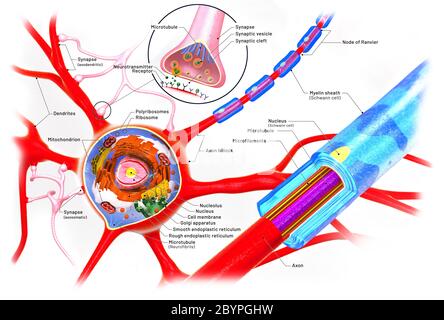 Querschnitt eines Neurons und Zellbaus mit Beschreibungen - 3d-Illustration Stockfoto