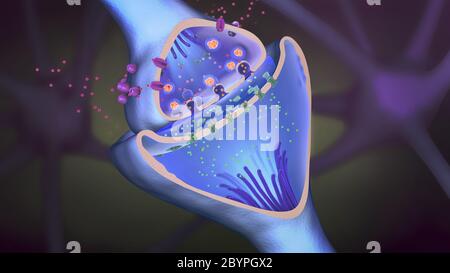 3d-Darstellung der wissenschaftlichen Funktion einer Synapse oder neuronalen Verbindung mit einer Nervenzelle Stockfoto