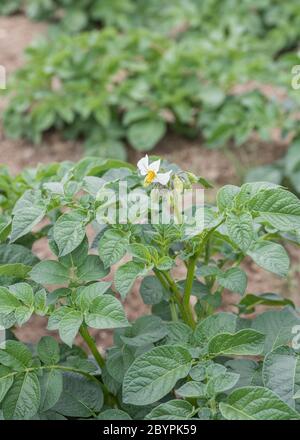 Weiß blühende Kartoffelpflanze im Feld von geschälten Verschütten, die kommerziell angebaut werden. Etwa 10 Wochen alt. Für die britische Kartoffelzucht, die britische Lebensmittelproduktion und -Sicherheit. Stockfoto