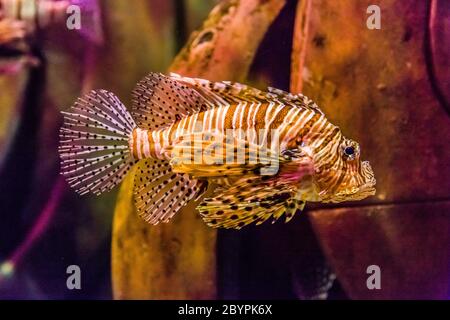 Nahaufnahme eines giftigen Rotlionfish Stockfoto