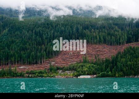 Entwaldung auf einem Holzklotz über einem Holzlager in der Nähe von Bella Coola, im Great Bear Rainforest, British Columbia, Kanada. Stockfoto