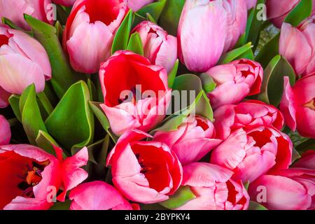 Reihe von Tulpen Stockfoto