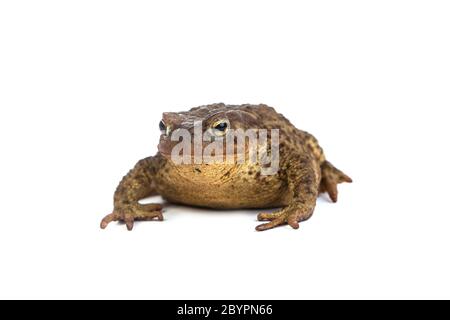 Waldkröte. Grüner Frosch Stockfoto