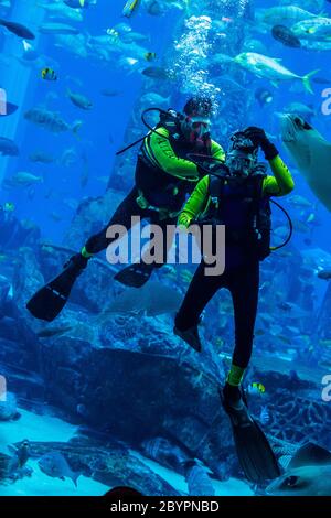 Riesiges Aquarium in Dubai. Taucher füttern Fische. Stockfoto