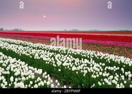 Sonnenuntergang über buntem Tulpenfeld Stockfoto