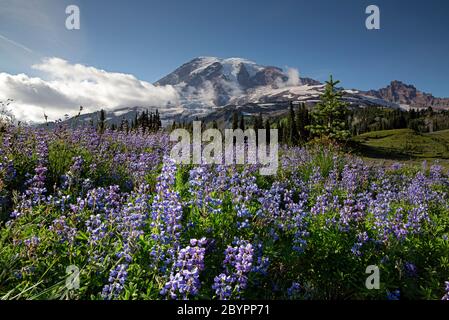 WA16592-00...WASHINGTON - Feld der Lupine blühend auf Mazama Ridge im Mount Rainier Nationalpark. Stockfoto