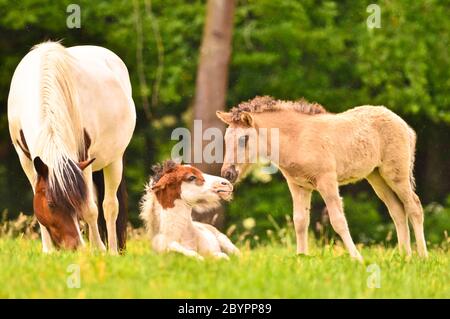 Eine Islandstute wacht über die niedlichen Fohlen der Herde im weiten Grasland Stockfoto