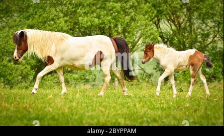 Eine Islandstute wacht über die niedlichen Fohlen der Herde im weiten Grasland Stockfoto