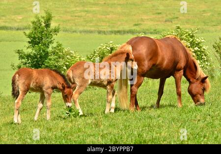 Eine Islandstute wacht über die niedlichen Fohlen der Herde im weiten Grasland Stockfoto