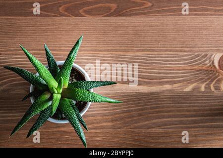Draufsicht auf junge haworthia attenuata Sukkulente Pflanze in weißem Topf auf einer Holzplatte. Flach Lay Sukkulente Ansicht. Stockfoto