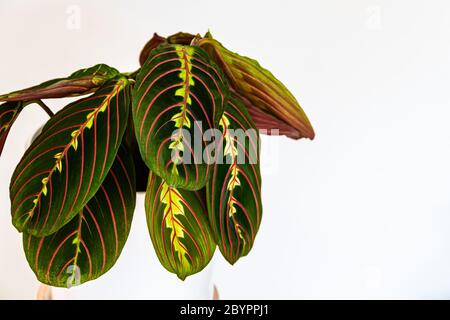 Nahaufnahme der dekorativen, bunten Blätter einer Gebetspflanze (maranta leuconeura var. erythroneura) auf weißem Hintergrund. Exotische Zimmerpflanzen Laub auf Stockfoto