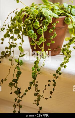 Nahaufnahme der zarten, nachlaufenden Reben der "Schildkrötenstring" (peperomia prostrata) Zimmerpflanze in Terrakotta-Topf auf einer sonnigen Fensterbank. Stockfoto