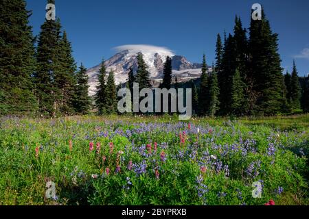 WA16609-00...WASHINGTON - Lupine und Pinsel blühen auf Mazama Ridge im Mount Rainier Nationalpark. Stockfoto