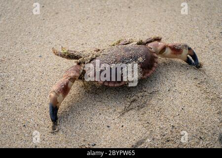 Tote Krabben im Sand am Strand im Sommer Blick auf Horseid Strand, Lofoten Inseln, Norwegen Stockfoto