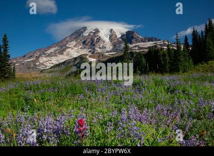 WA16617-00...WASHINGTON - Lupine und Pinsel blühen auf Mazama Ridge im Mount Rainier Nationalpark. Stockfoto