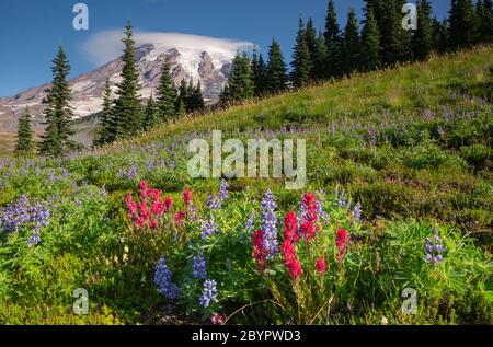 WA16618-00...WASHINGTON - Lupine und Pinsel blühen auf Mazama Ridge im Mount Rainier Nationalpark. Stockfoto