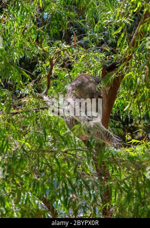 Koala (Phascolarctos cinereus), oft auch als Koala-Bär bezeichnet, schläft in einem Eukalyptusbaum Stockfoto