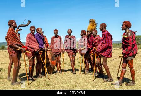 Gruppe junger Masai-Krieger in traditioneller Kleidung und Waffen tanzen ihren rituellen Tanz in der Savanne. Tansania, Ostafrika. Stockfoto