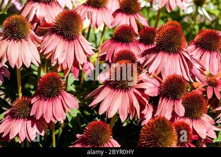 Lila Konelblüten Echinacea Cheyenne Spirit Hybrid-Konelblüten Stockfoto